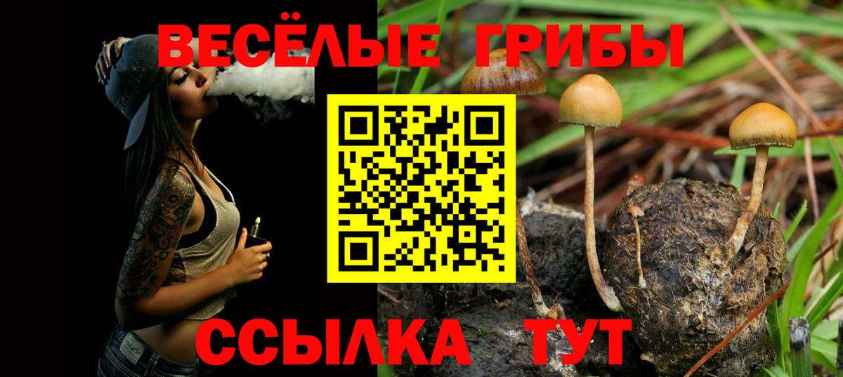 Псилоцибиновые грибы Cubensis  Вход с VPN  Псилоцибиновые грибы ЛСД  Сочи 